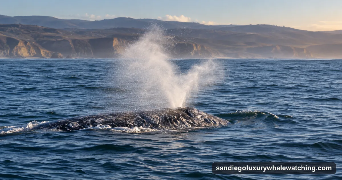 A gray whale surfacing and blowing off the Southern California coast in winter light