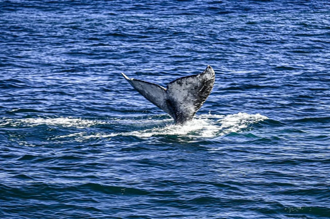 A humpback whale's tail fluke above blue water