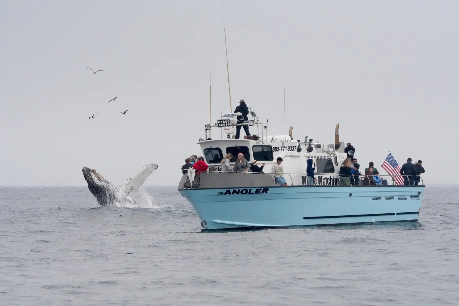A whale breaching beside a whale-watching boat off Morro Bay