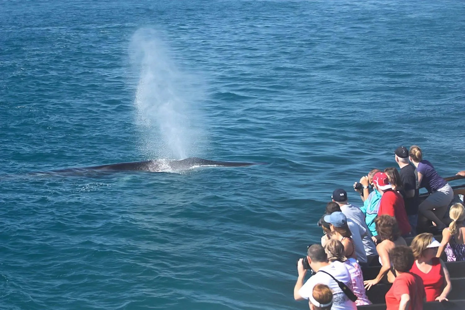 Passengers at the bow of a whale-watching boat watching a whale's spout