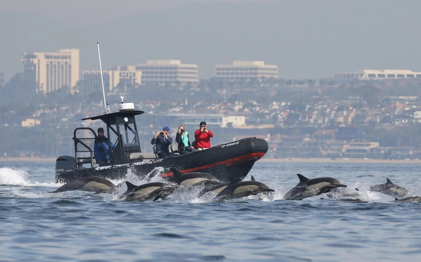 A rigid inflatable boat with dolphins leaping alongside off Newport Beach