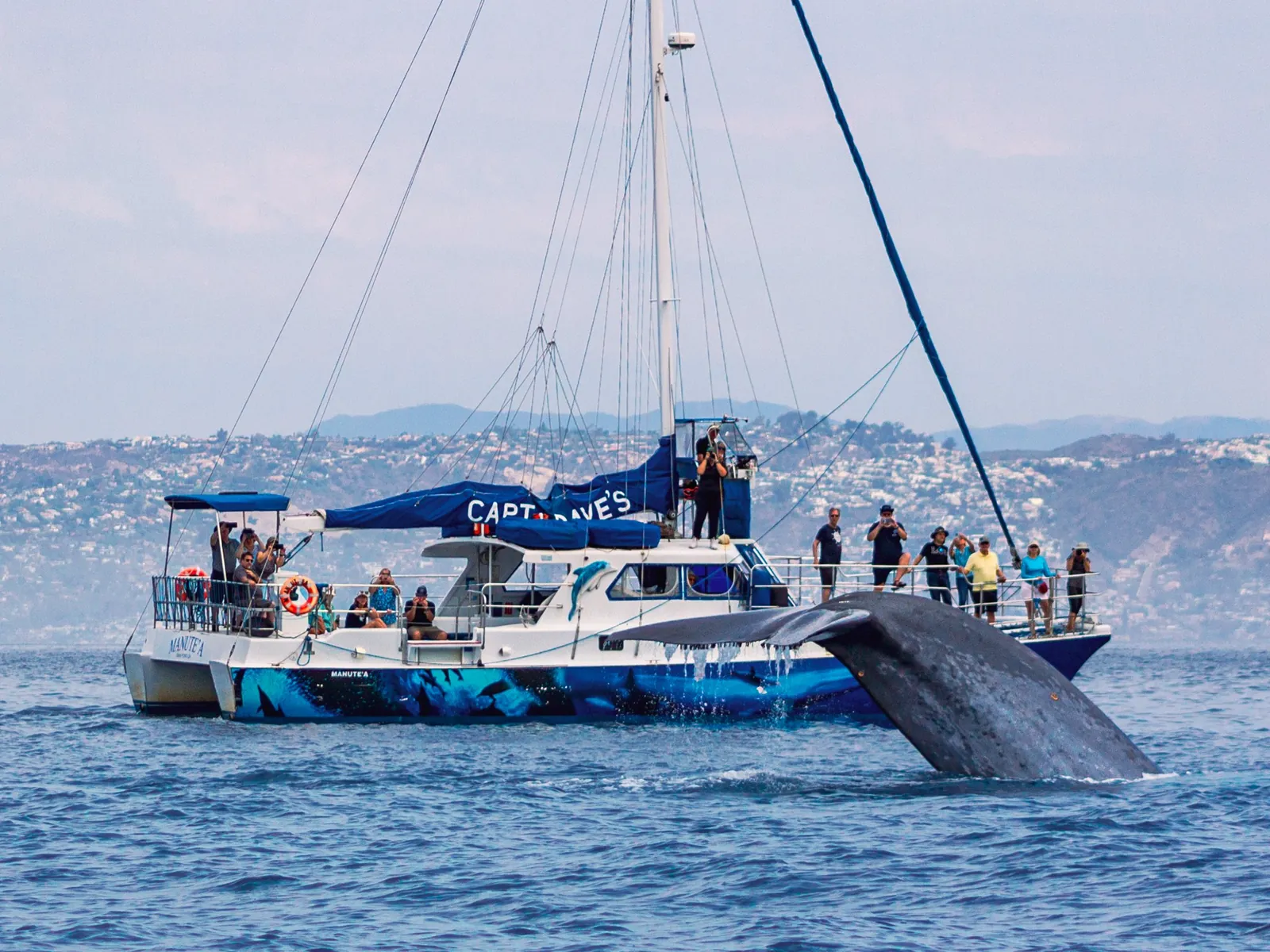 A catamaran beside a surfacing whale off Dana Point