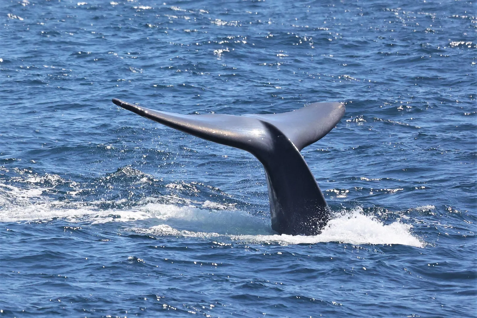 A whale's tail fluke rising from a blue sea