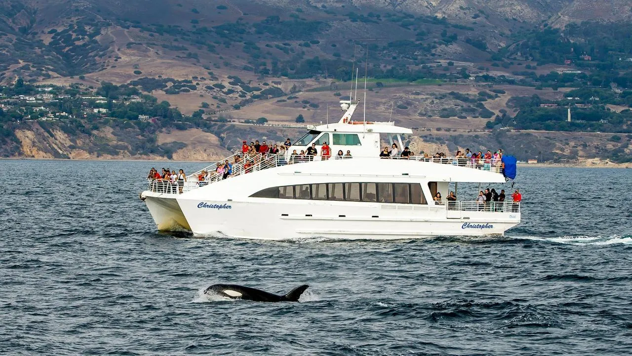 A whale-watching boat off Long Beach with a whale surfacing nearby