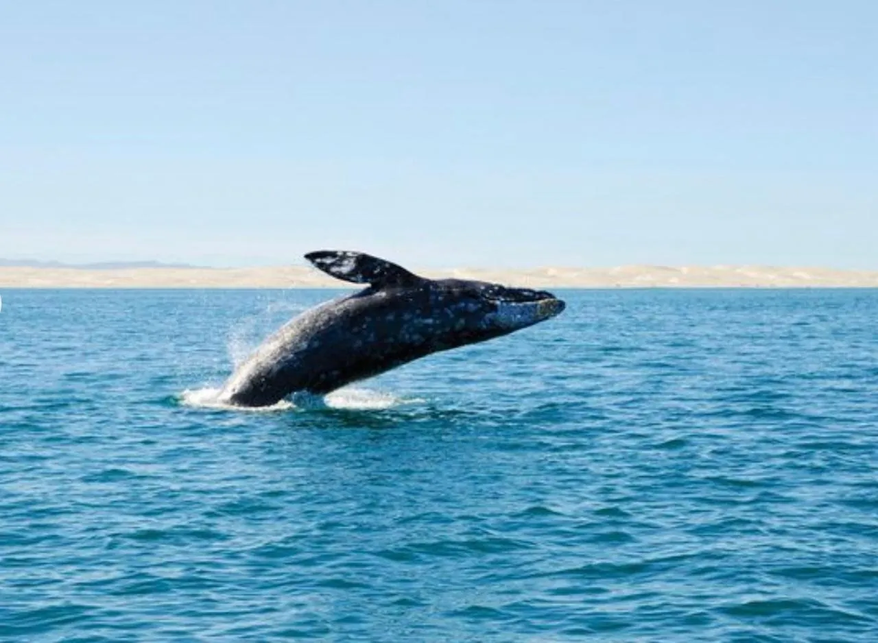 A whale breaching off the coast