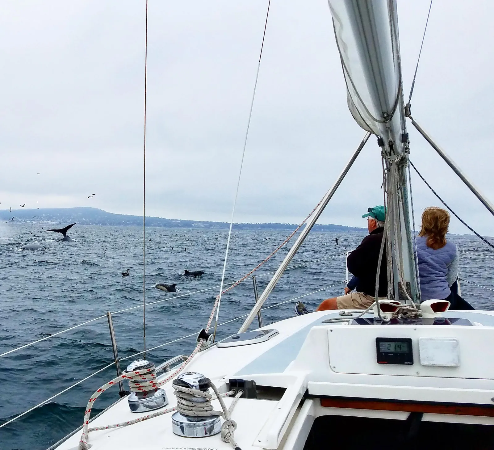 Dolphins swimming beside a sailboat on Monterey Bay