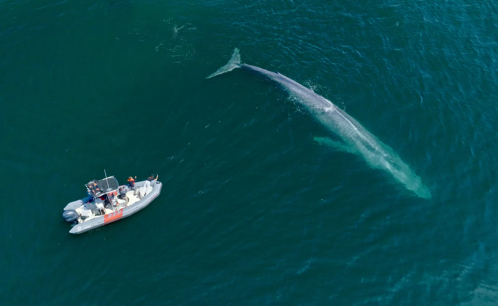 A Zodiac speedboat beside a blue whale, seen from above