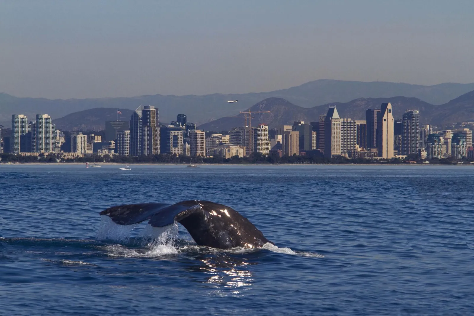 A whale's tail off San Diego with the downtown skyline behind